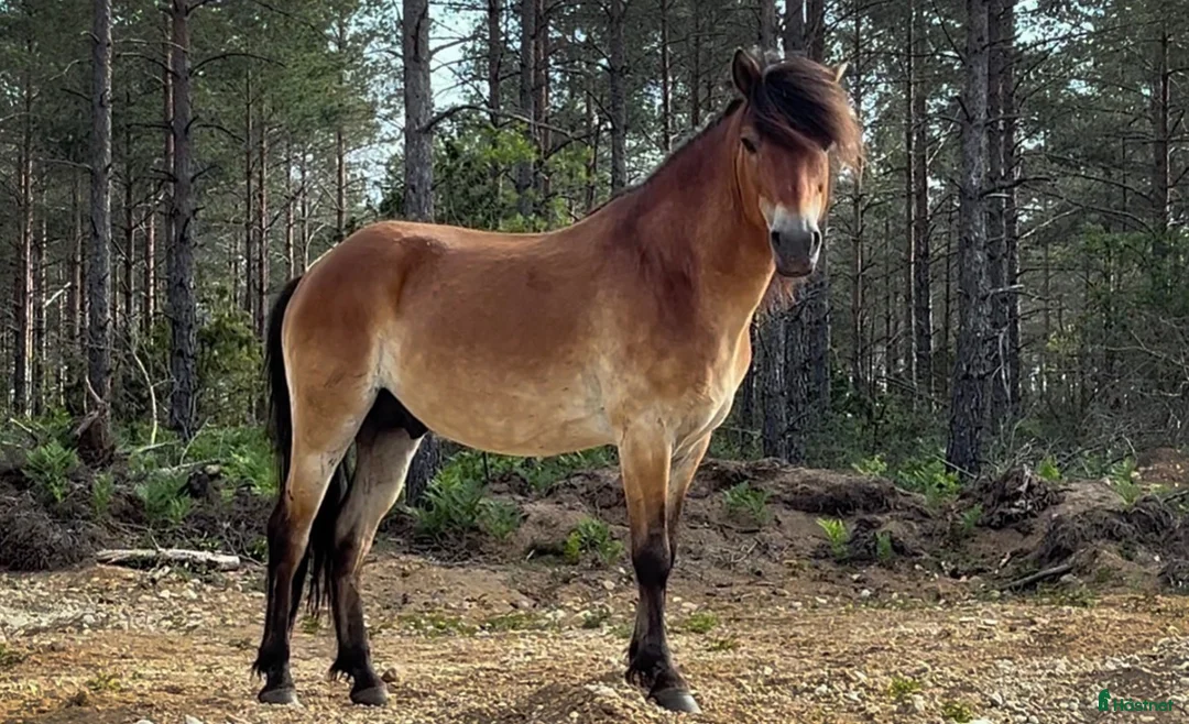 Allround hästar till salu: Russföl från Lojsta hed - Annons 2