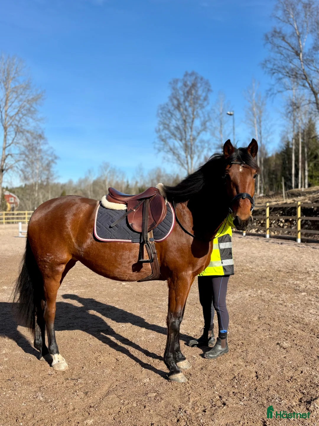 Allround hästar till salu: 🌸✨FRAMTIDS STJÄRNA✨🌸 - Annons 4