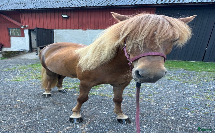  hästar i Hässleholm - Annons 1