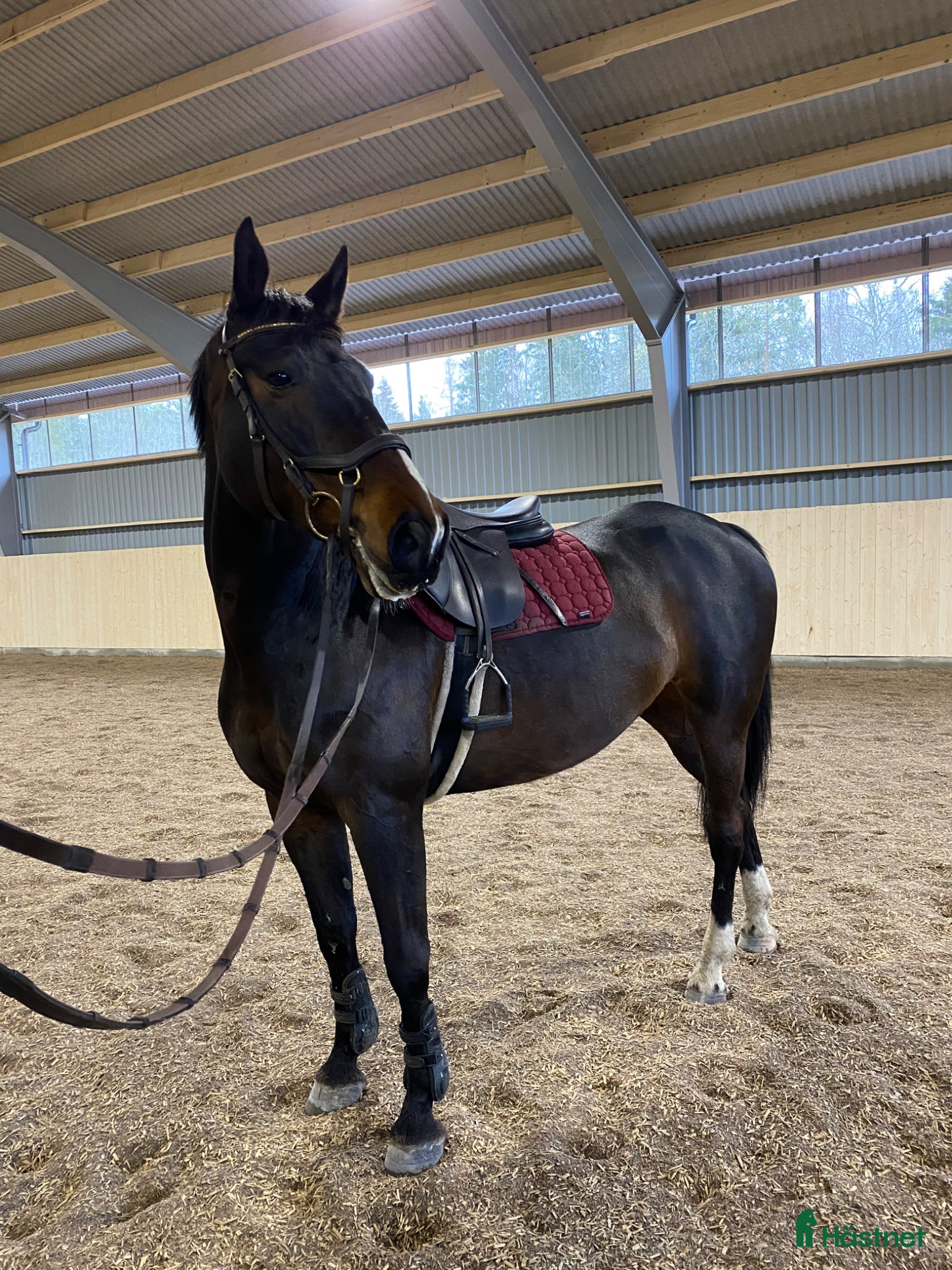  medryttarhäst finnes: Medryttare sökes - Annons 2