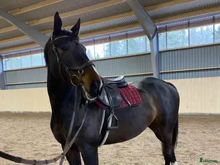 medryttarhäst finnes: Medryttare sökes - Annons 2