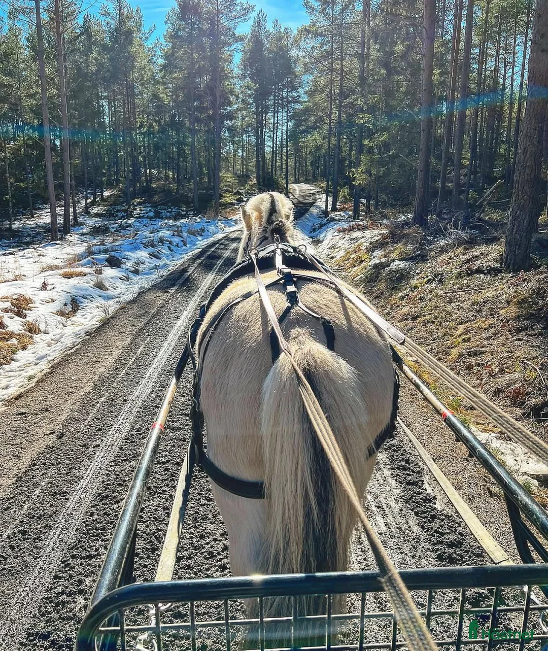  medryttarhäst finnes: Dressyr intresserad ryttare sökes till Fjording i Västerhaninge - Annons 29