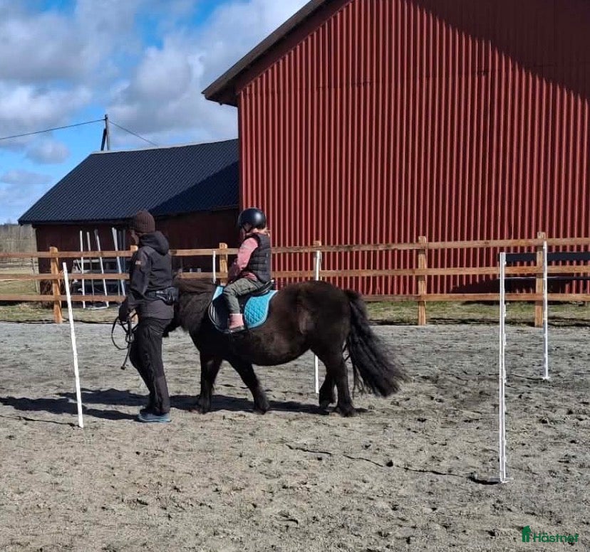  hästar Kanonponny söker nytt hem ♥️ - Annons 3