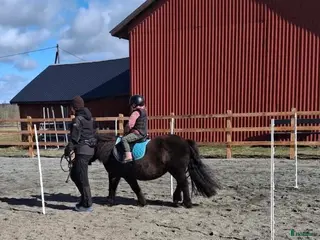 hästar Kanonponny söker nytt hem ♥️ - Annons 3