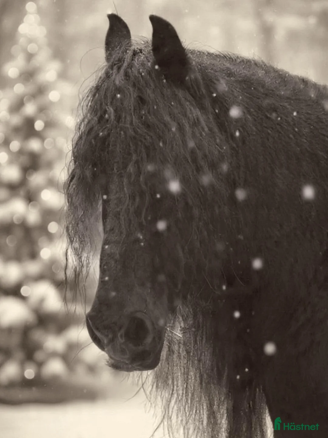 Övrigt hästar sökes: söker en till bästa vän - Annons 1