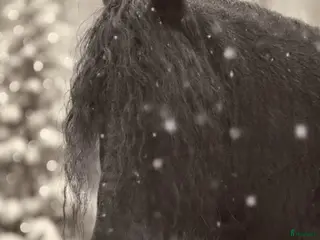 hästar söker en till bästa vän - Annons 2