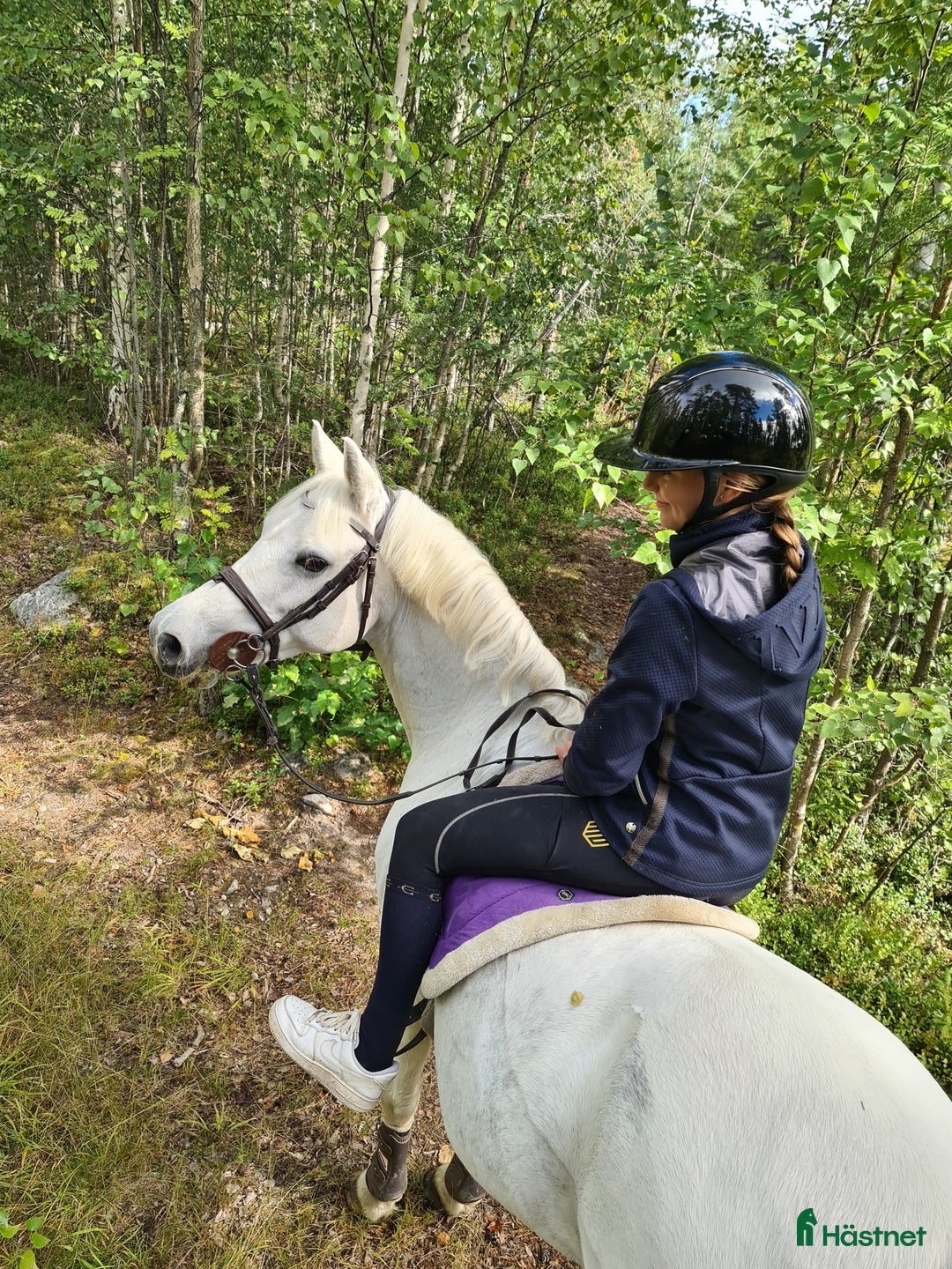 Allround hästar till salu: Bästa allround ponnyn i Öjebyn - Annons 2