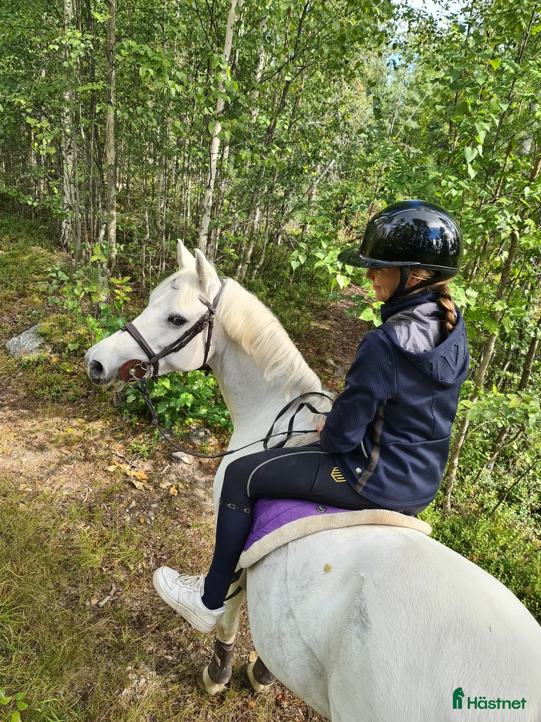 Allround hästar till salu: Bästa allround ponnyn - Annons 3