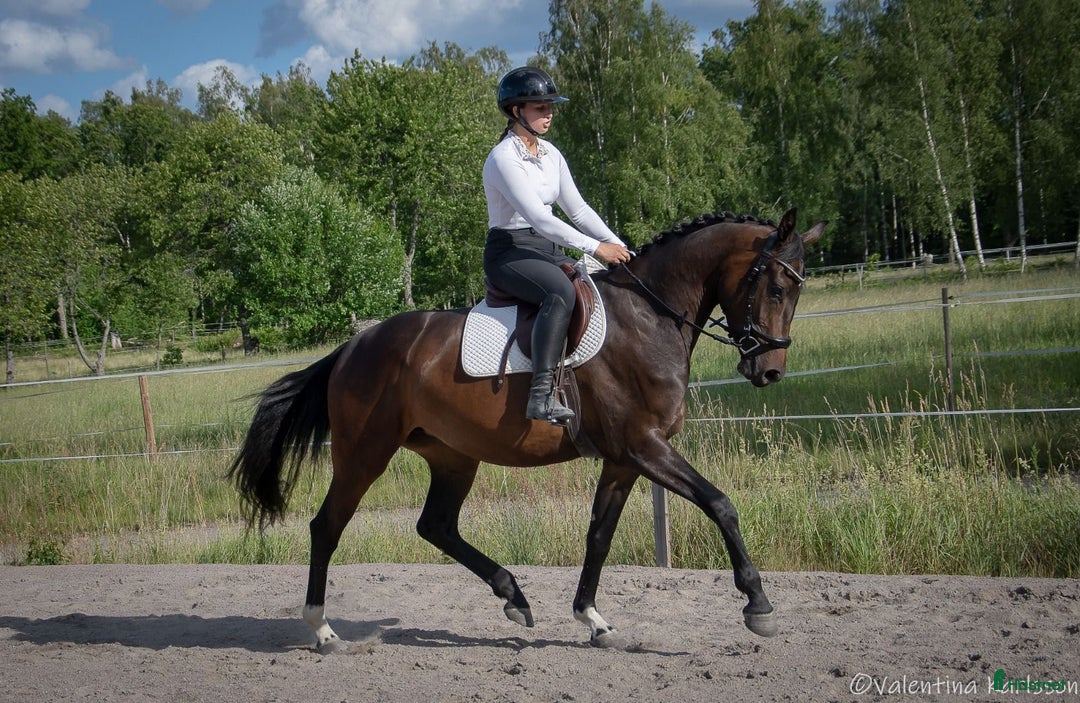 Dressyr hästar till salu: Utrycksfullt sto i Västervik - Bild 1