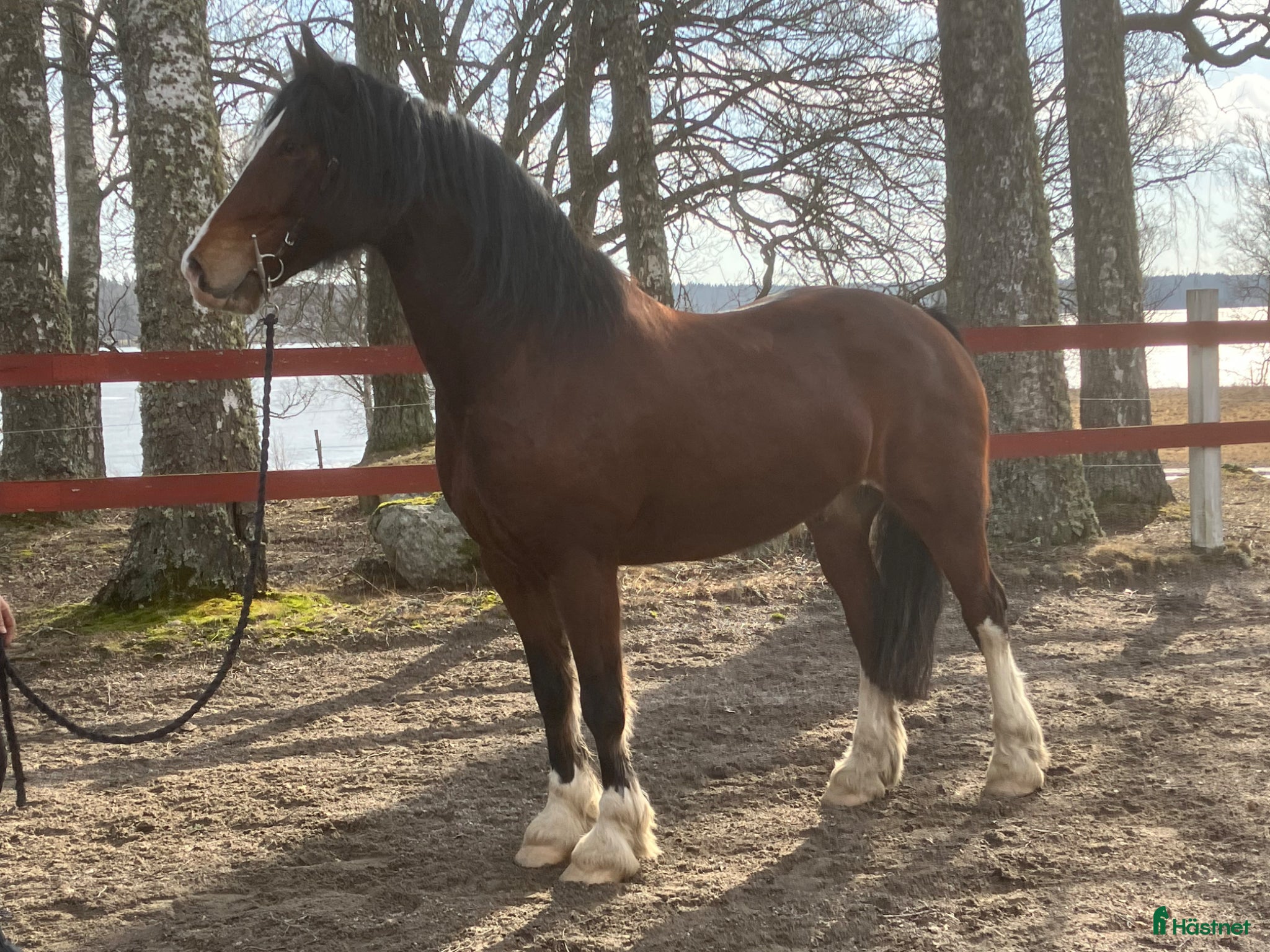  hästar Welsh cob valack med enorm utstrålning!! - Annons 1