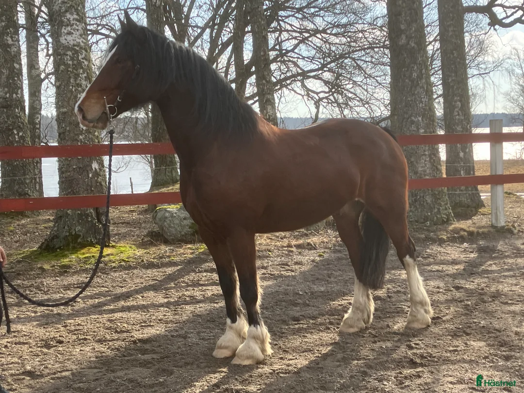 Allround hästar till salu: Welsh cob valack med enorm utstrålning!! - Annons 1