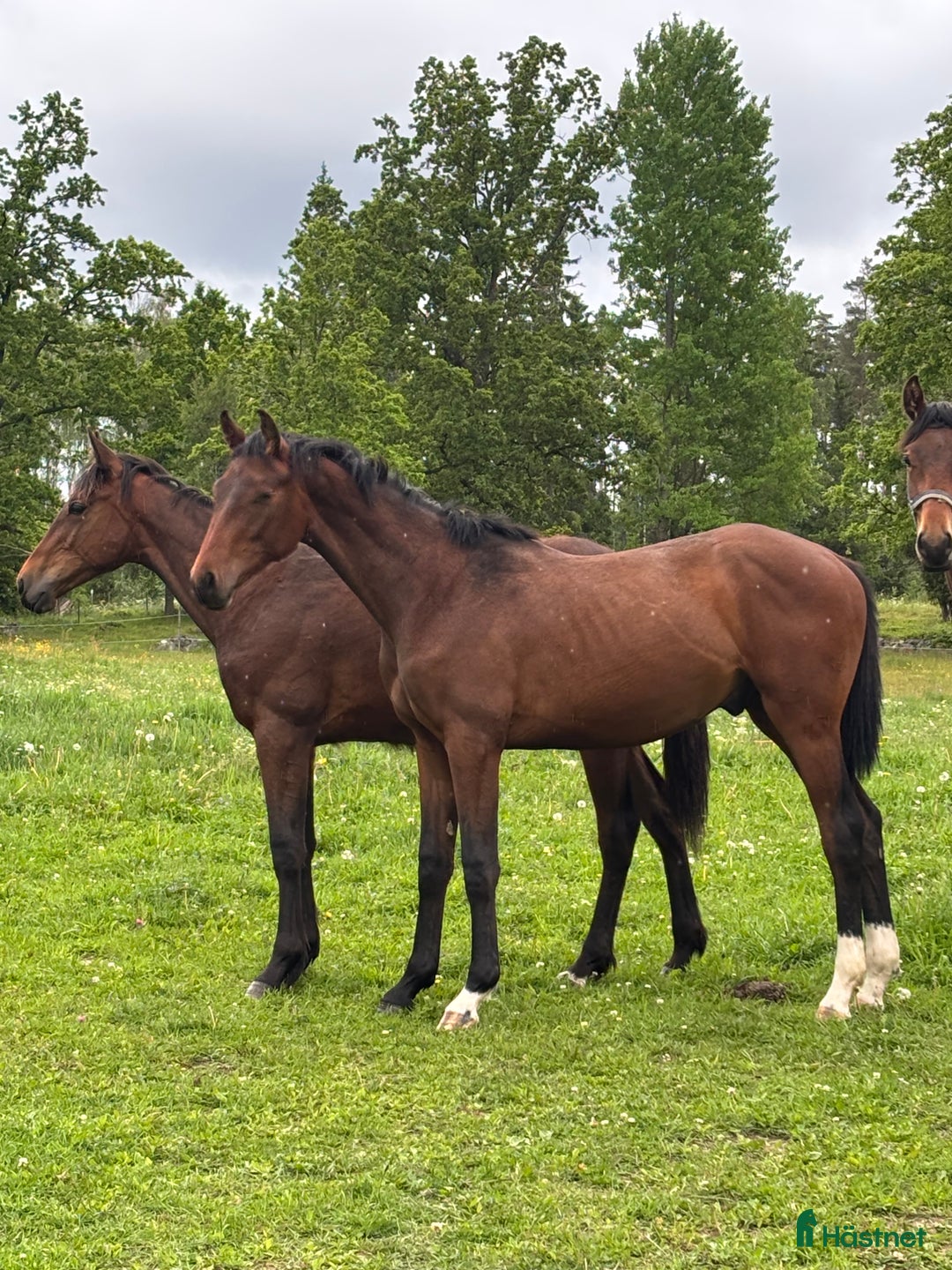 Dressyr hästar till salu:  83,3 % KNOCKANDO VH - BOCELLI i Braås - Annons 3