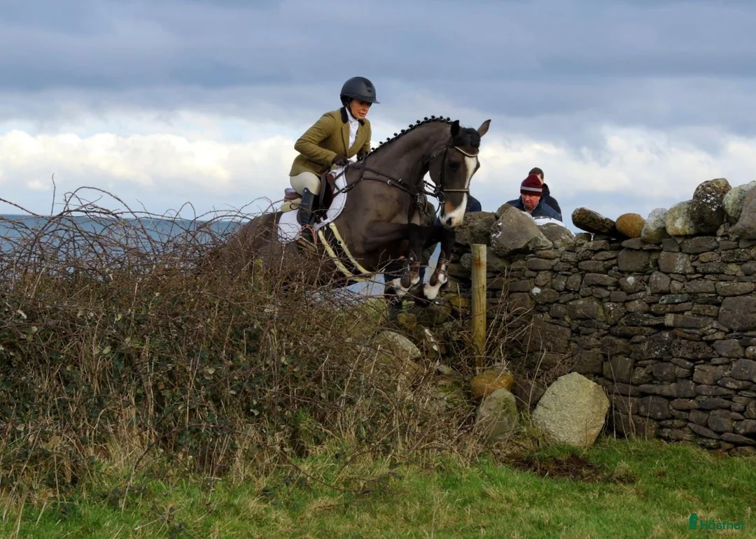 Hoppning hästar till salu: 9årigt sto  i Valbo - Annons 2