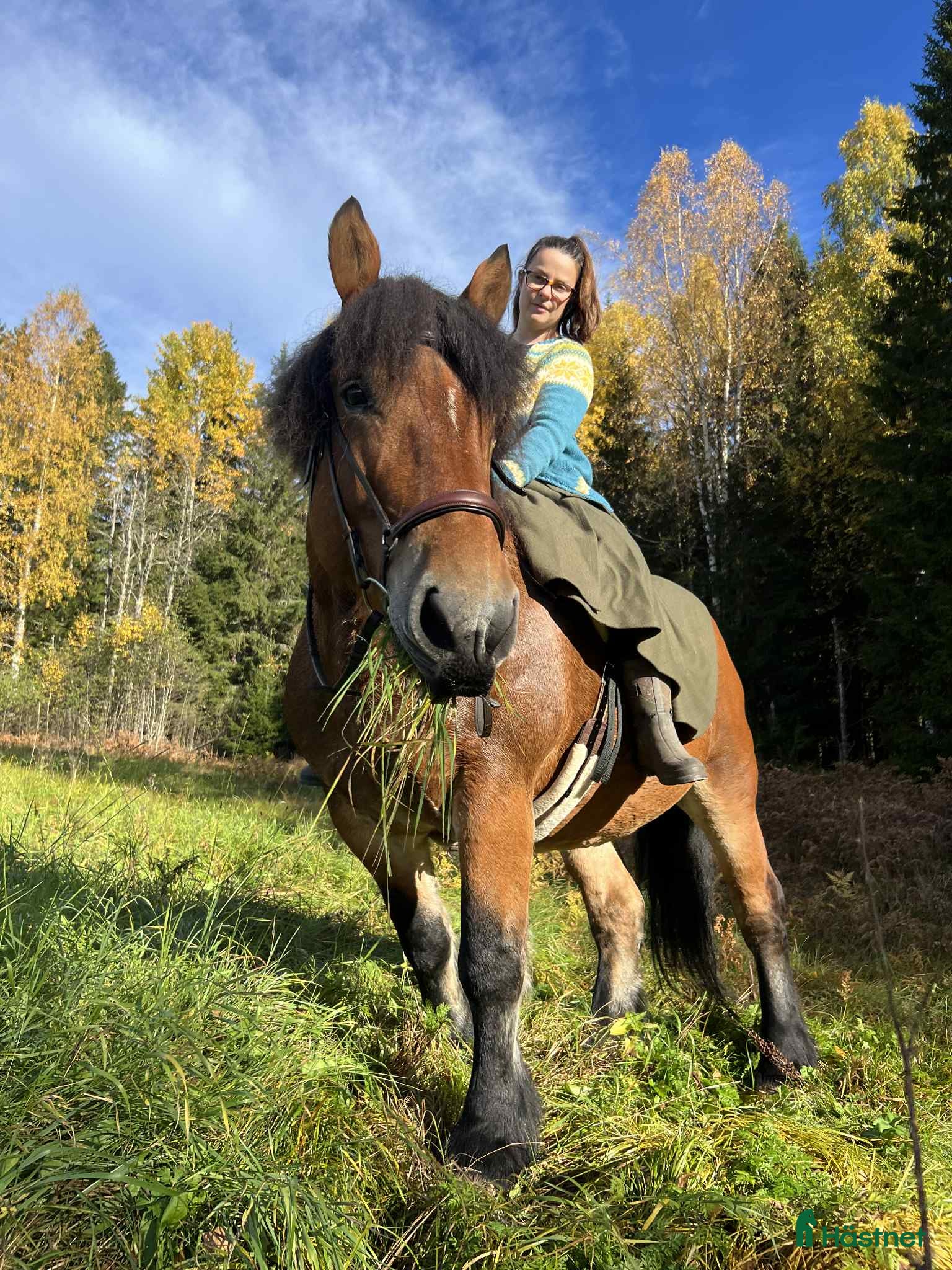 Allround hästar till salu: Ardenner i Gardvik - Annons 1