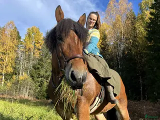 hästar Ardenner i Gardvik - Annons 8