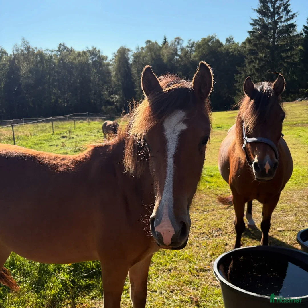 Trav hästar till salu: Charmtroll delux! i Laholm - Annons 4