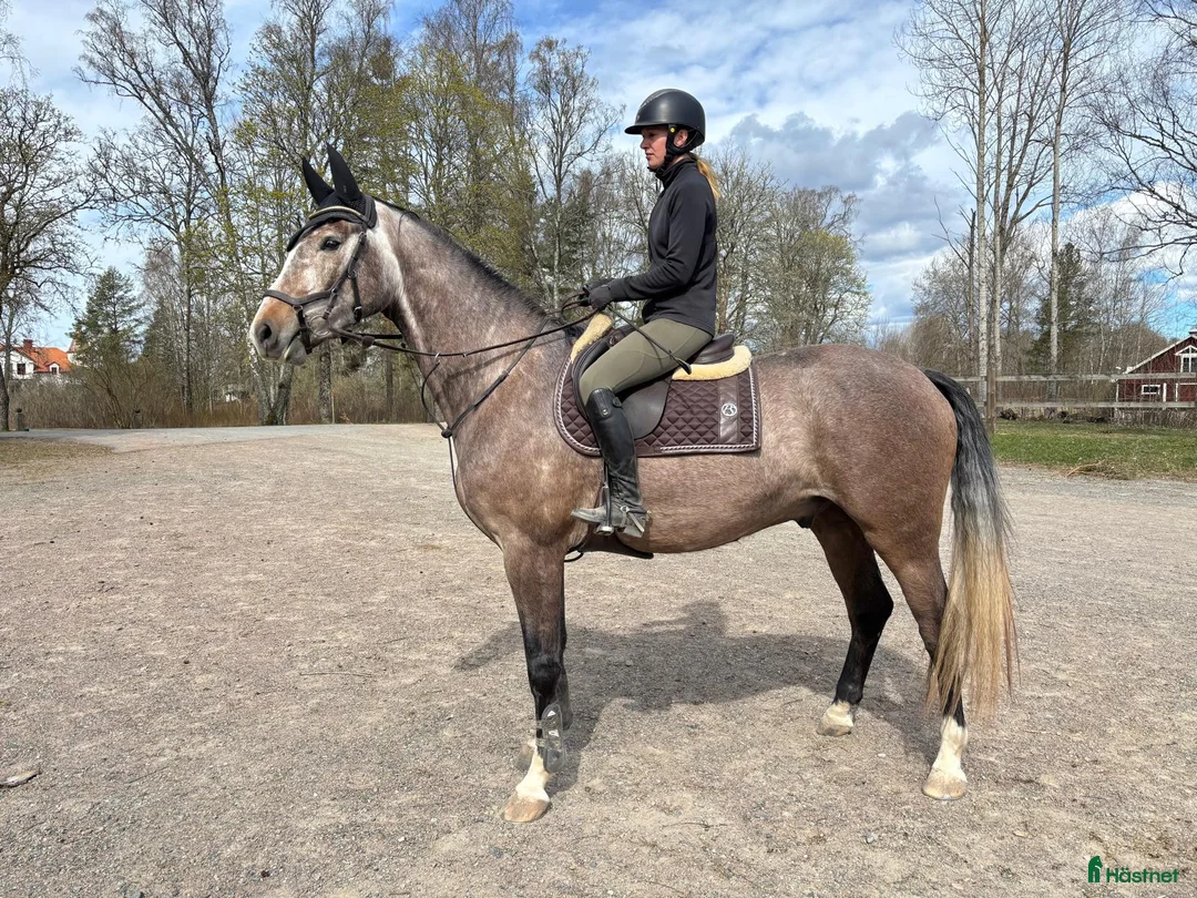 Hoppning hästar till salu: Lovande 4 åring för framtiden! - Annons 1