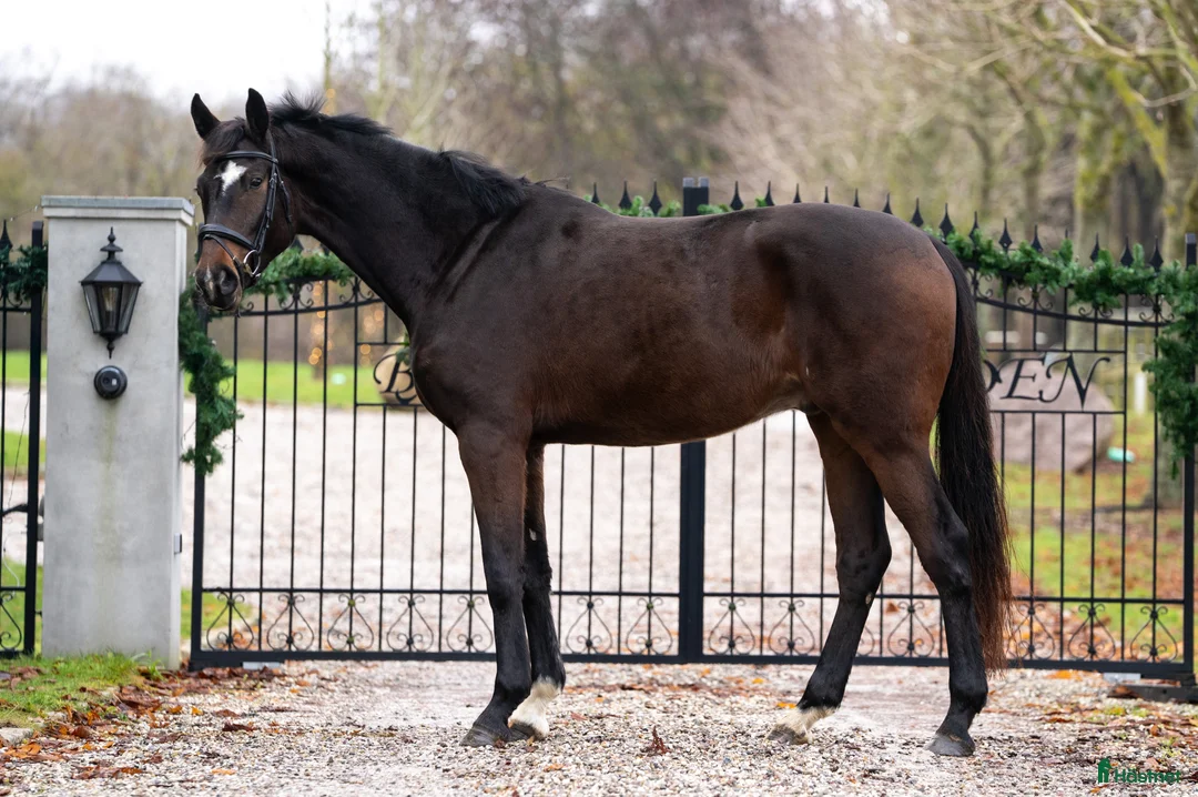 Dressyr hästar till salu: Topsport dressage horse - Annons 2