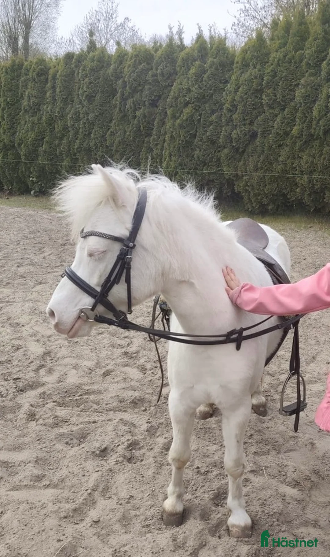 Allround hästar till salu: Jättefin cremello sto - Annons 2