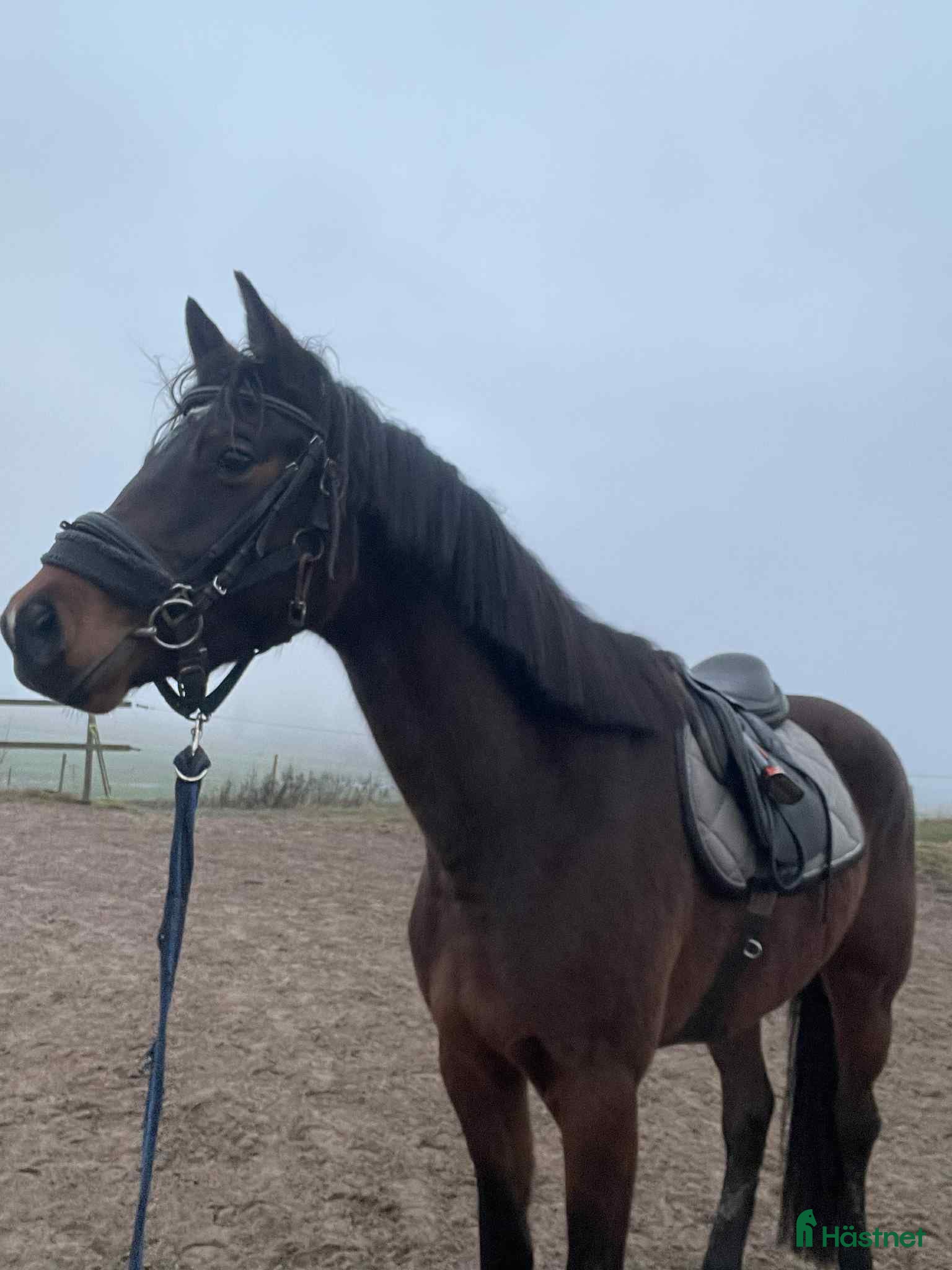 Hoppning hästar till salu: Hopphäst mindre modell till satsande ryttare - Annons 4