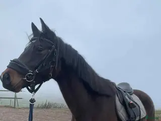 Hoppning hästar till salu: Hopphäst mindre modell till satsande ryttare - Annons 4