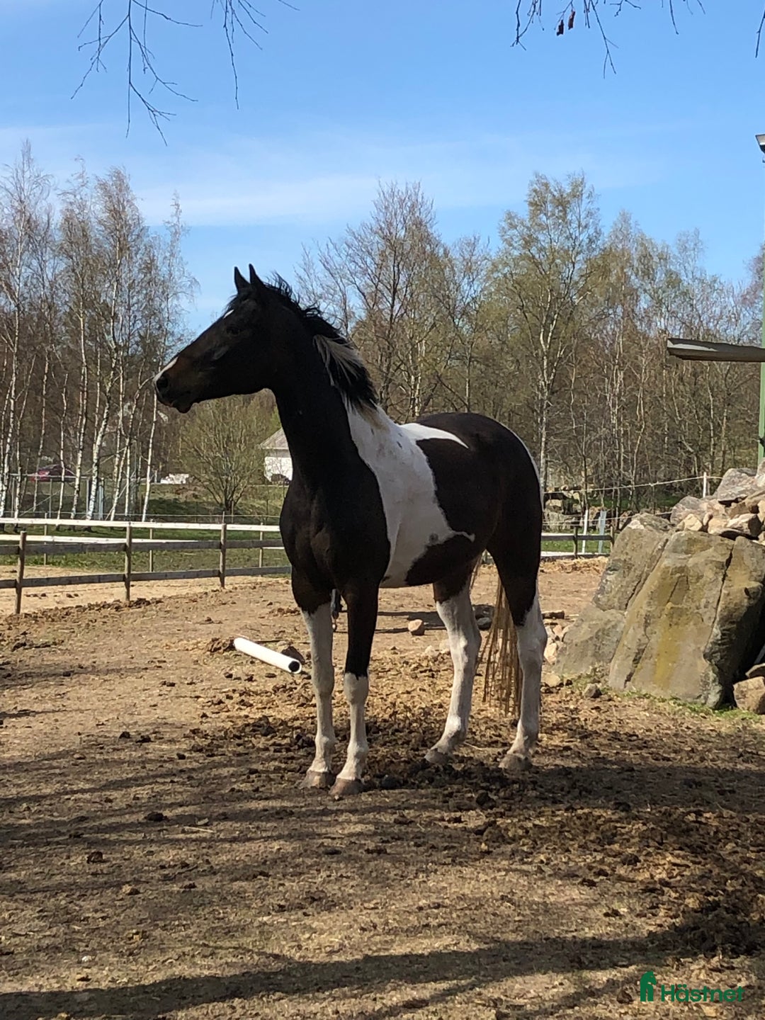 Allround hästar till salu: Fodervärd  i Tollarp - Annons 1