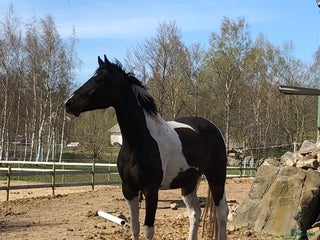 hästar Fodervärd i Tollarp - Annons 15