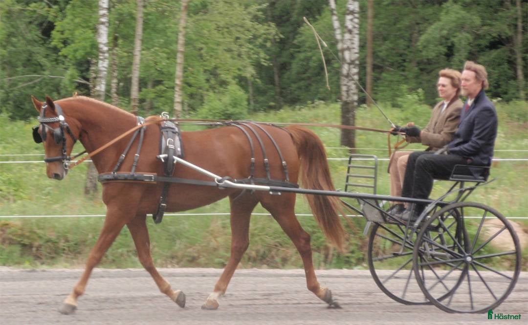 Körvagnar körning till salu: Vagnar och selar i Ulricehamn - Bild 5