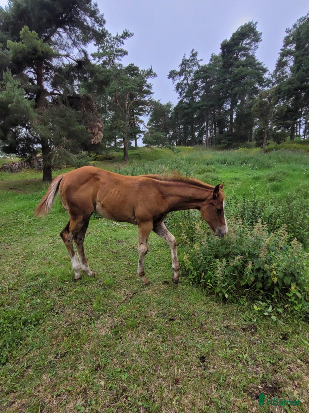 Western hästar till salu: Pleasure allround unghästar i Uppsala - Bild 7