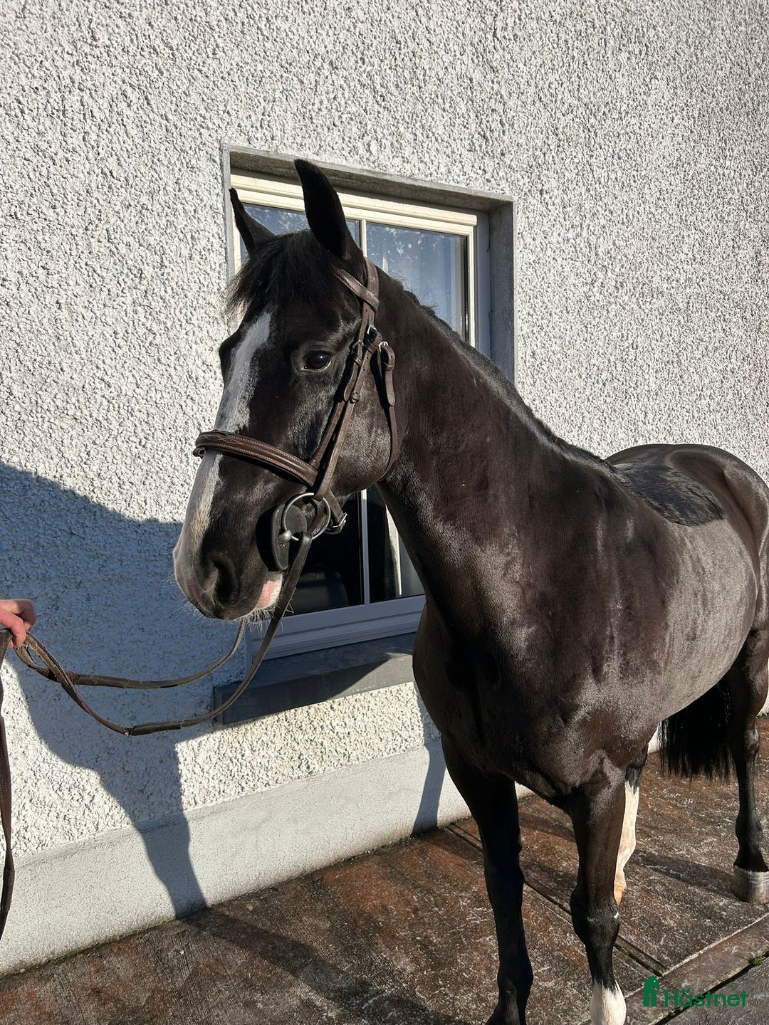 Allround hästar till salu: Alrounder/ Club Ponies i Vrigstad - Annons 4