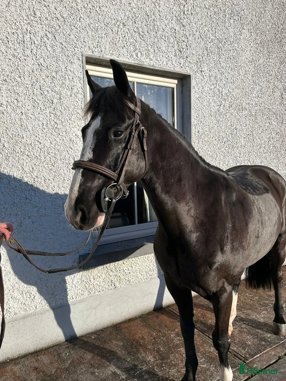 Allround hästar till salu: Alrounder/ Club Ponies i Vrigstad - Annons 4