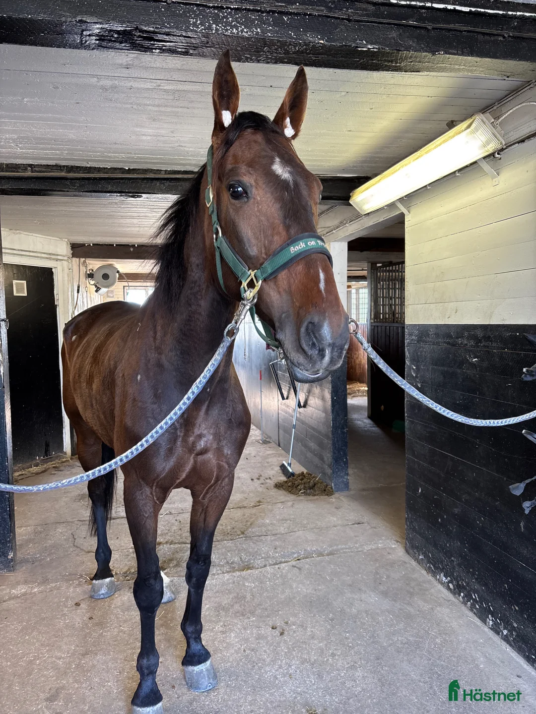 Trav hästar till salu: Starthästar/Ridning/monté - Annons 2