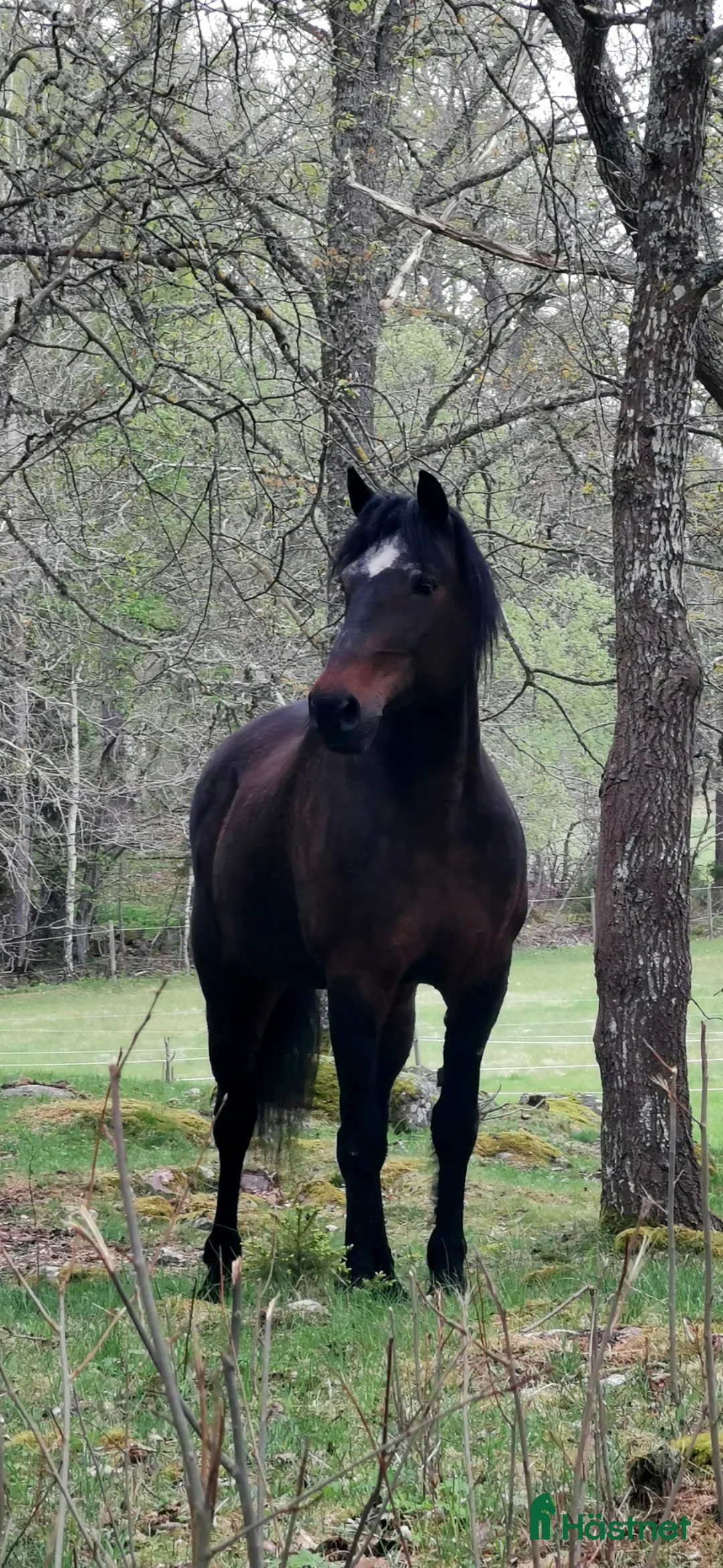  medryttarhäst finnes: Söker engagerat stallsällskap  i Götene - Annons 2