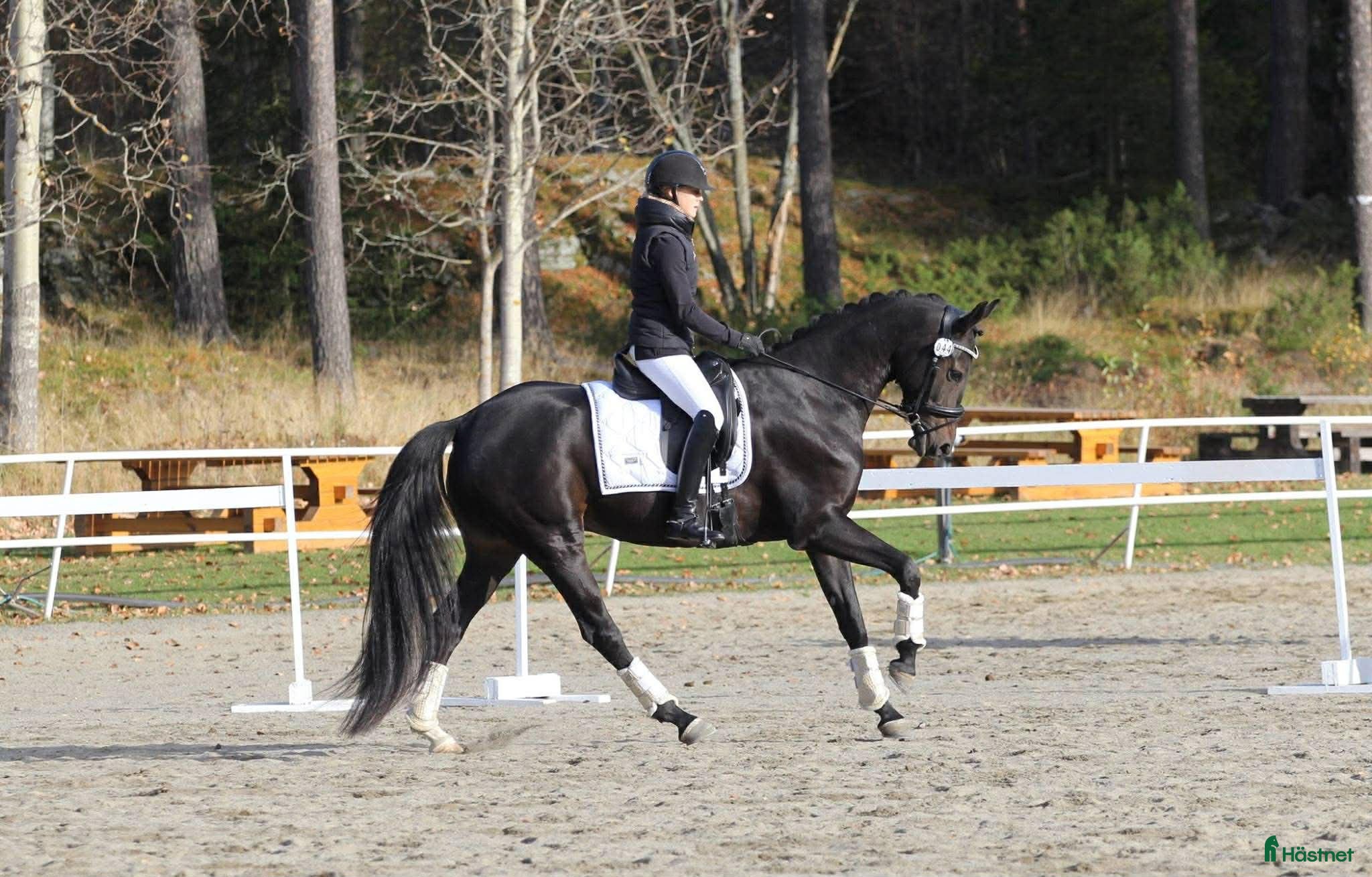  hästar Dressyrsto 4-10 år sökes - Annons 3