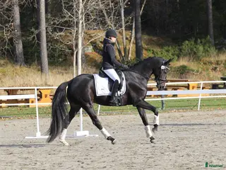 hästar Dressyrsto 4-10 år sökes - Annons 3