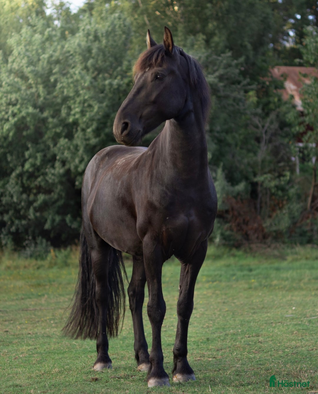 Allround hästar till salu: Trevlig frieser/hbl-valack i Vagnhärad - Annons 3