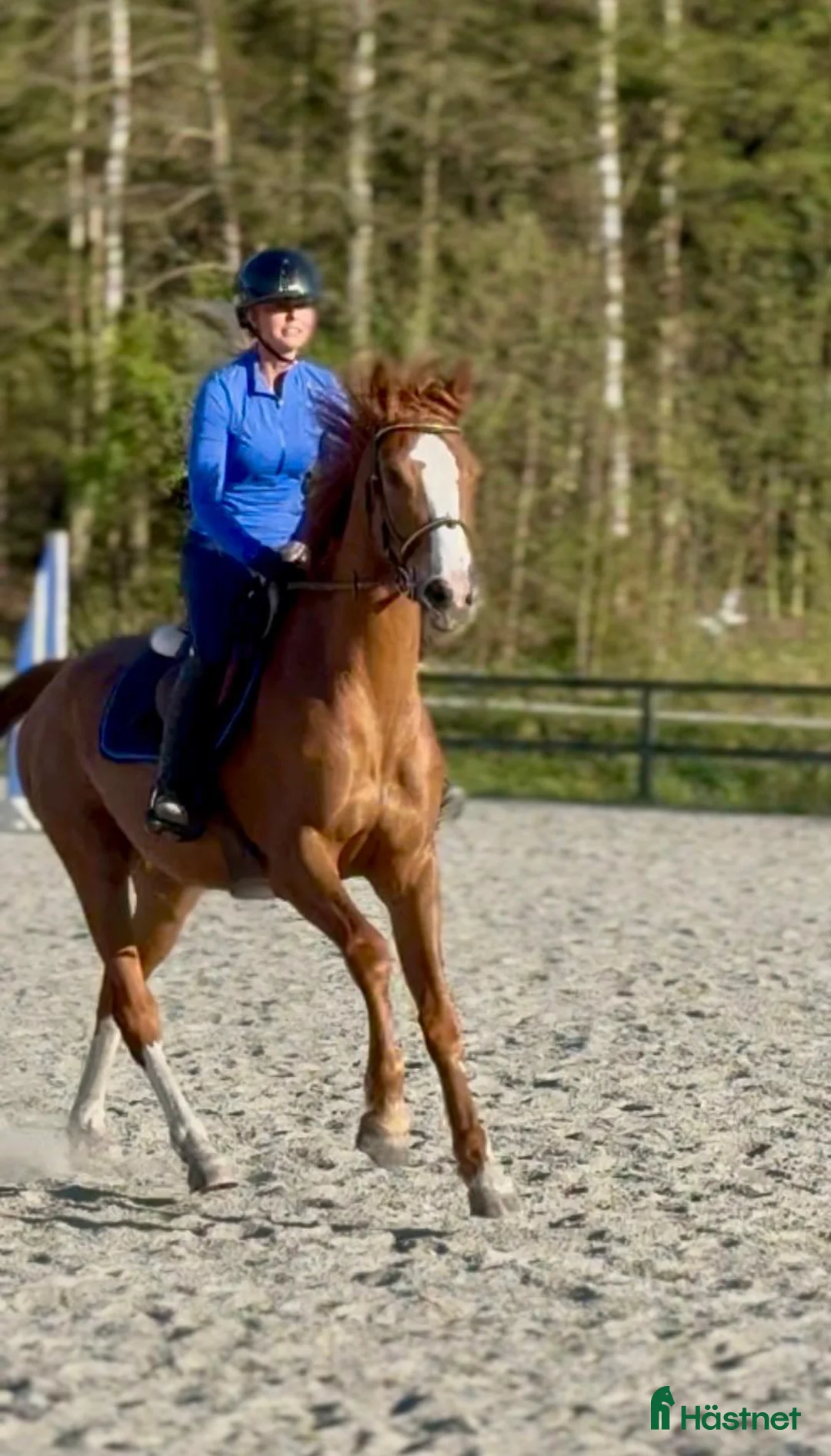 Allround hästar till salu: Snygg unghäst med framtiden för sig🌟 - Annons 2