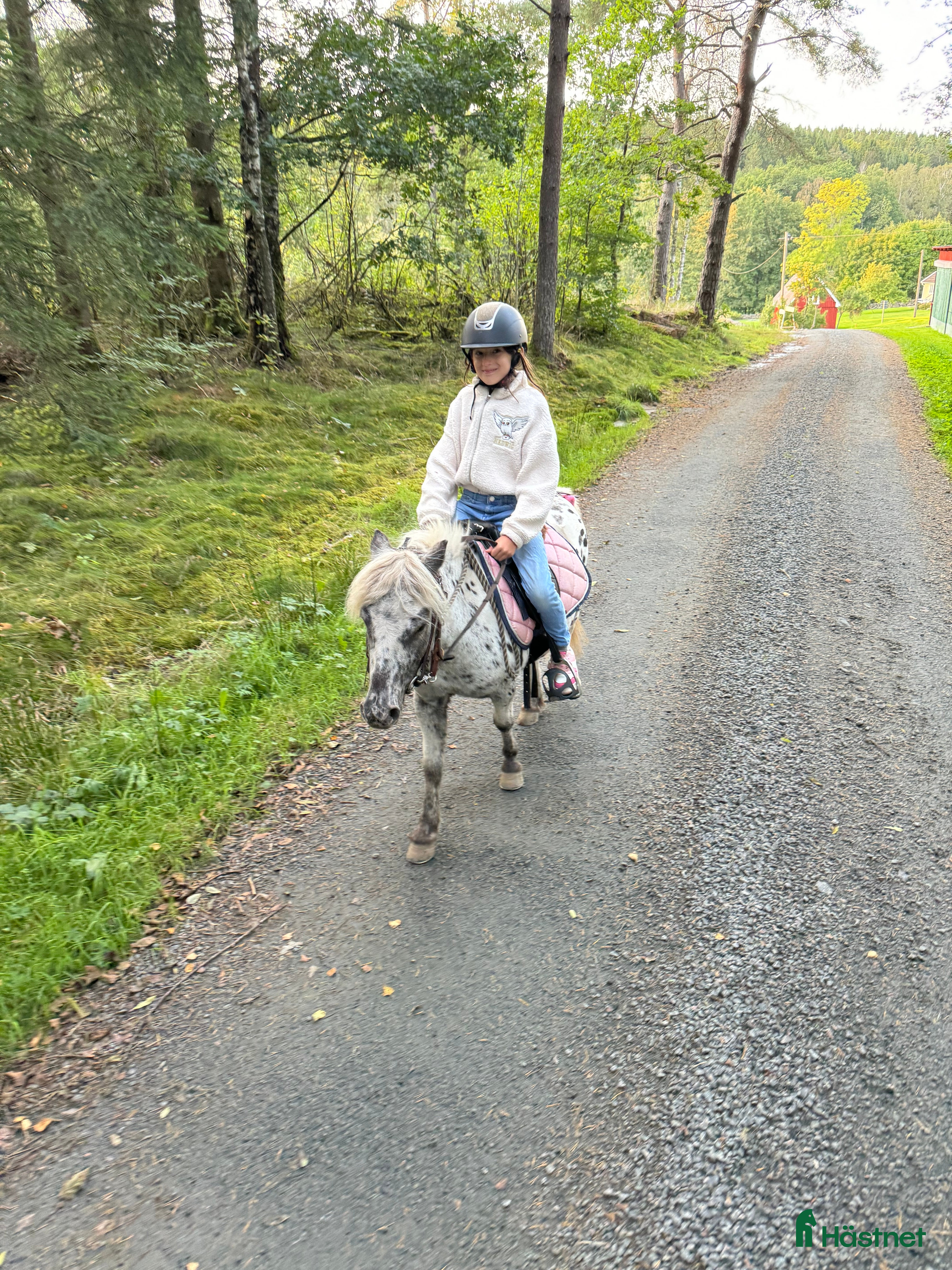  hästar Trygg ponny i Frillesås - Annons 1