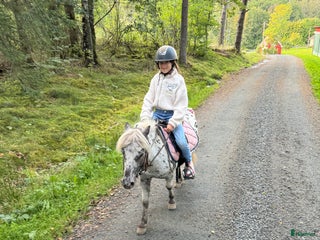 hästar Trygg ponny i Frillesås - Annons 1