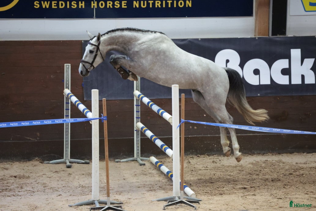  hästar Lovande valack e. CiCi Senjor Ask.  - Annons 2