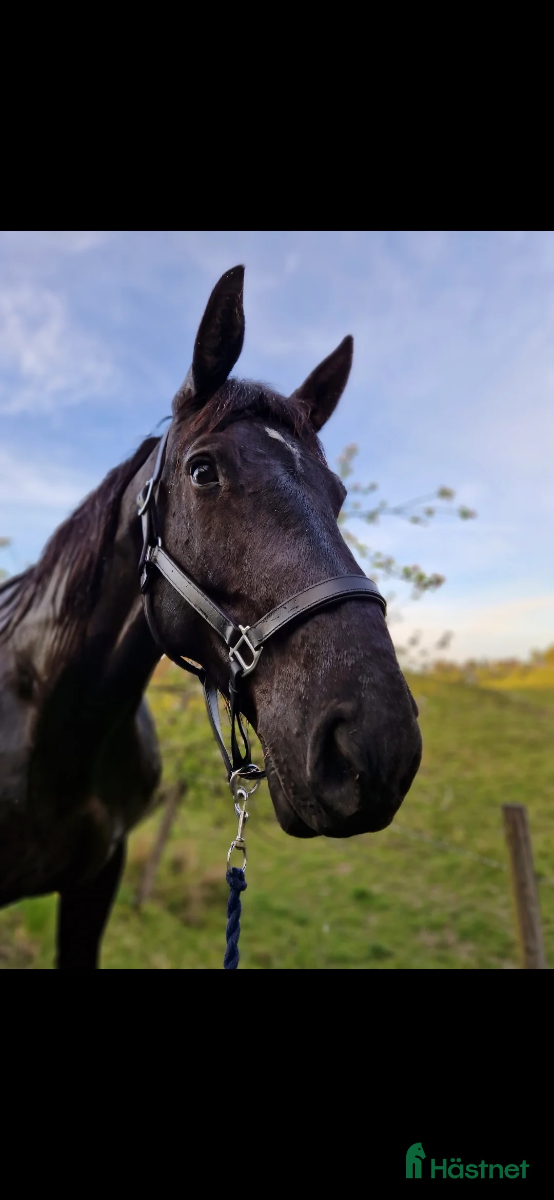 Allround hästar till salu: Polsk halvblod, världens snällaste häst i Olofstorp - Annons 2
