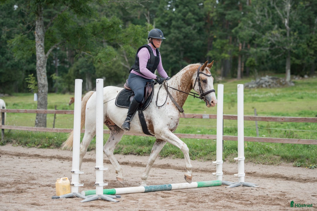 Allround hästar till salu: Trevlig unghäst. Knabstrupper med fint steg i Åseda - Bild 4