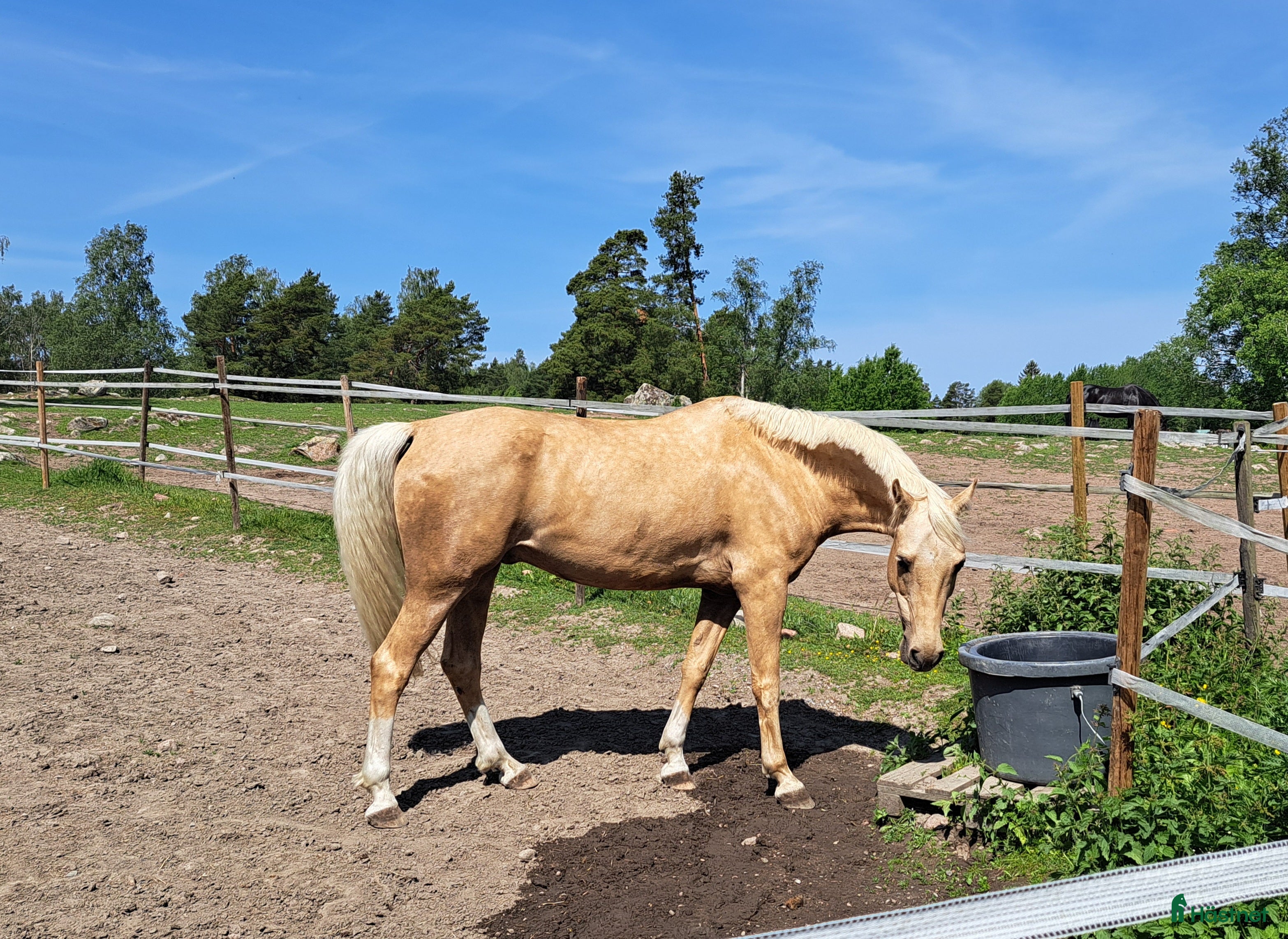  medryttarhäst finnes: Medryttare/delfodervärd  i Täby - Annons 20