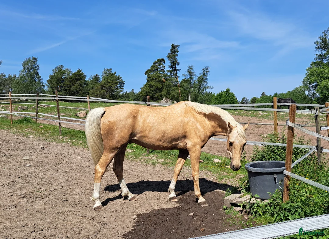  medryttarhäst finnes: Medryttare/delfodervärd  i Täby - Annons 1