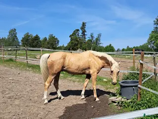 medryttarhäst finnes: Medryttare/delfodervärd i Täby - Annons 20