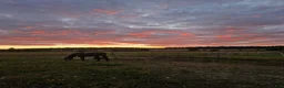  stallplats finnes: Stallplats i Uppsala i Uppsala - Annons 9