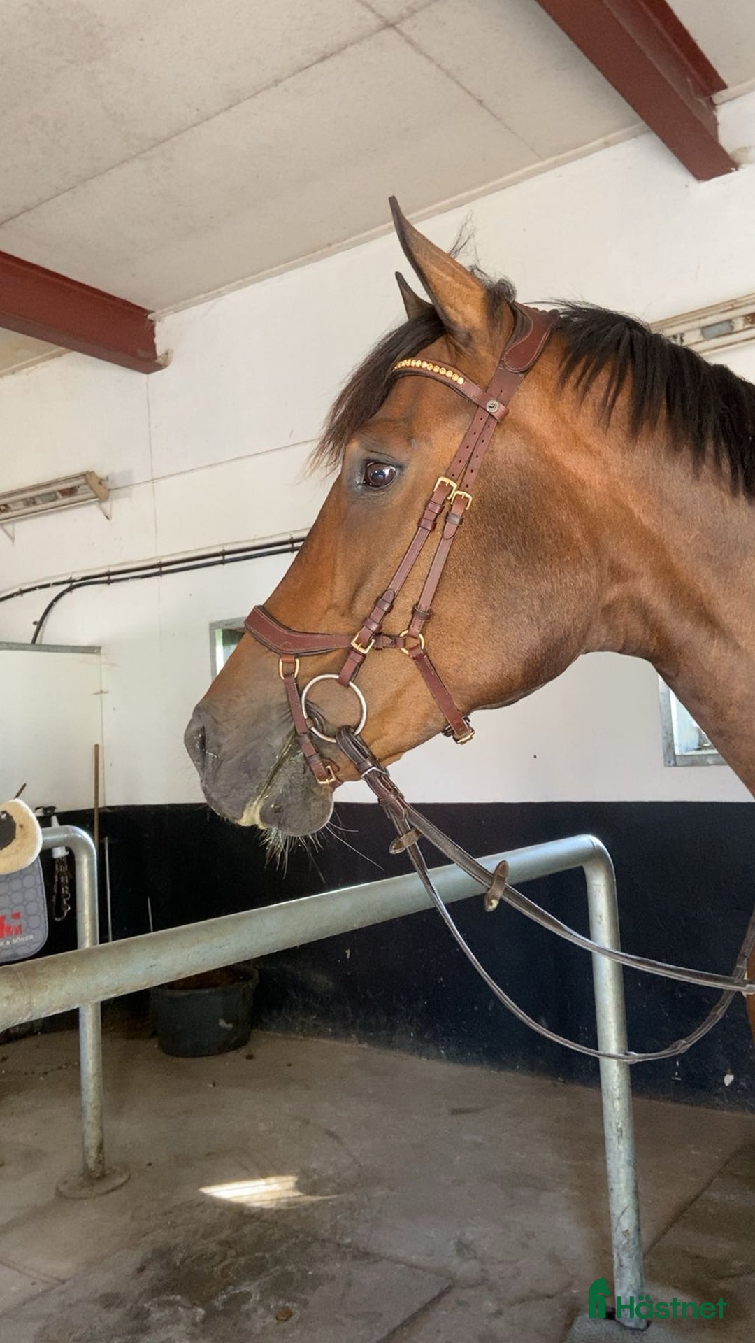 Träns hästutrustning till salu: Fint brunt träns i Skövde - Annons 3