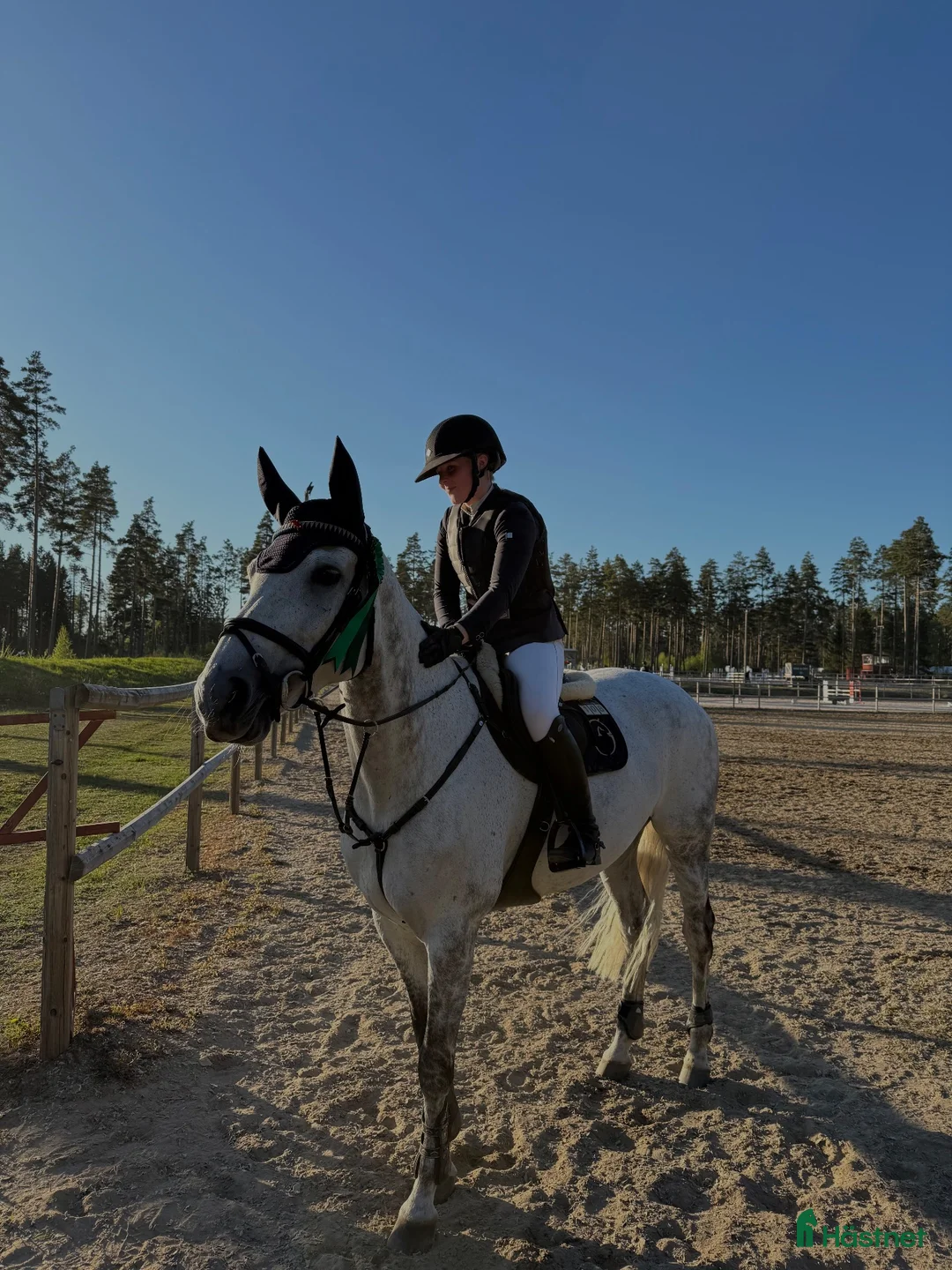 Hoppning hästar till salu: En riktig pärla- fantastisk häst söker nytt hem💫 i Eskilstuna - Annons 2