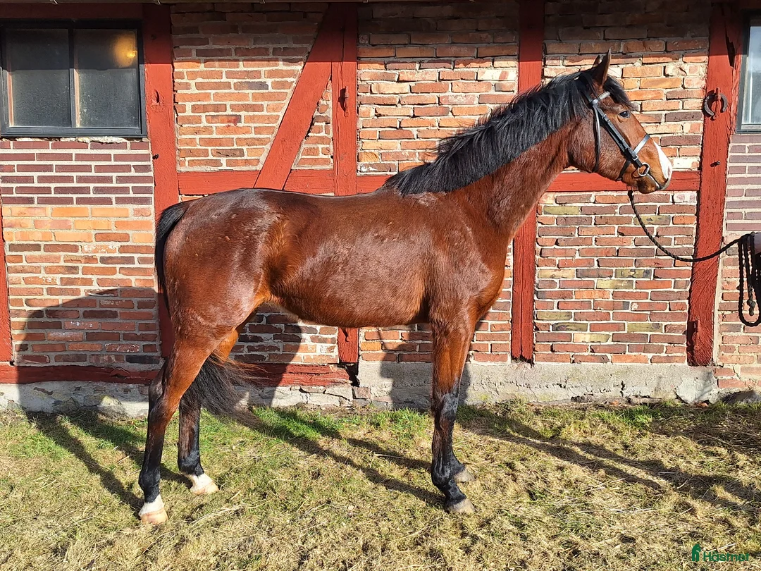 Fälttävlan hästar till salu: Supertrevlig unghäst e. Heartbeat - Annons 2