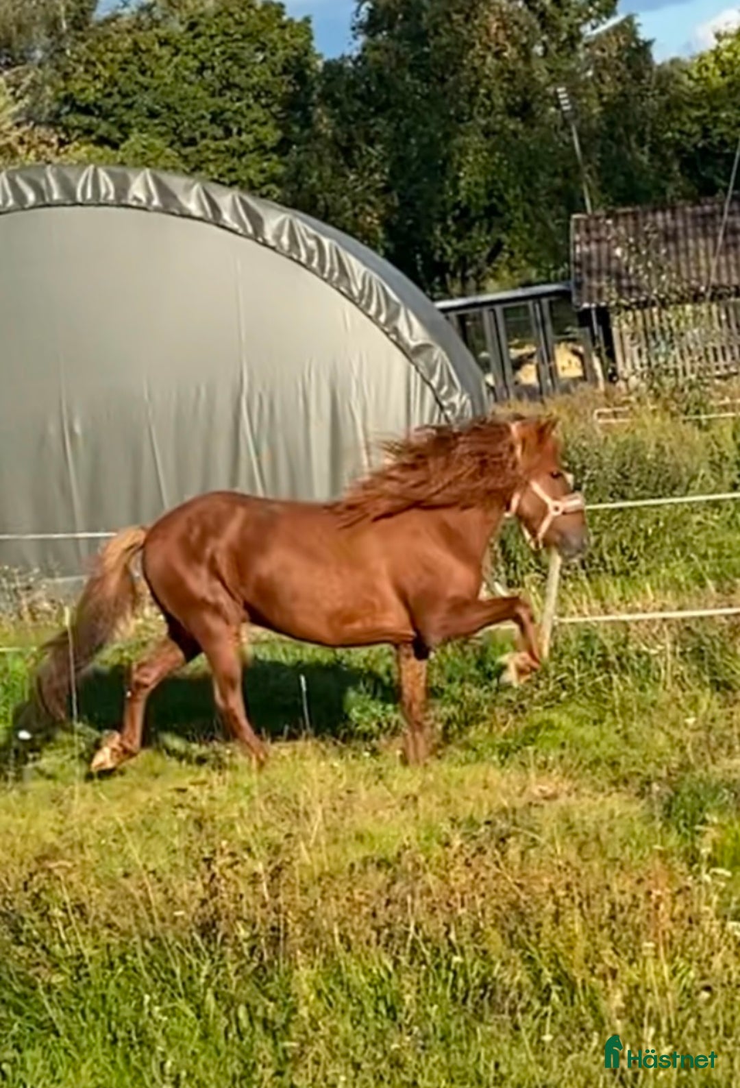 Island hästar till salu: Vacker hingst  i Skinnskatteberg - Annons 3
